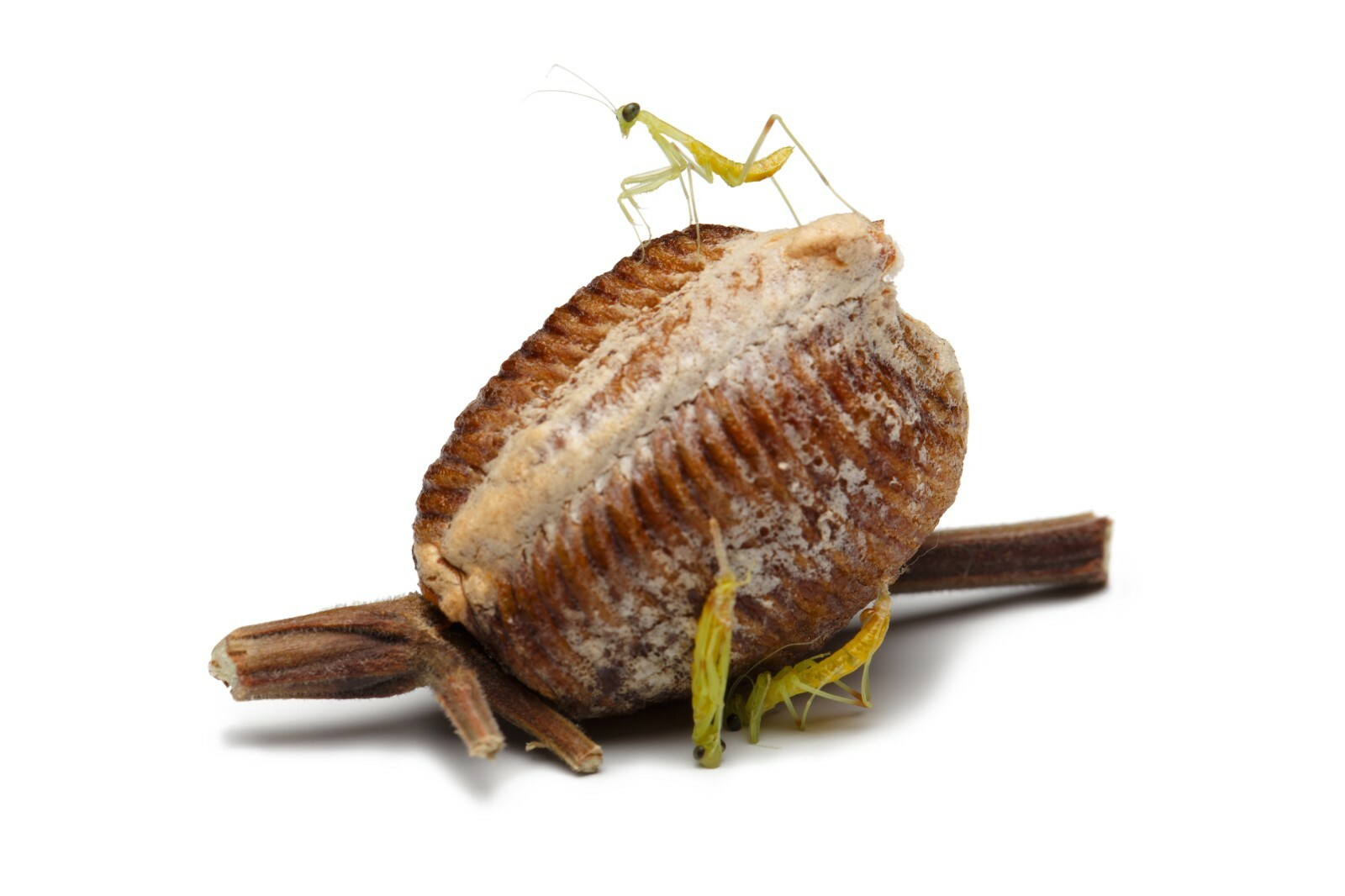 Live Praying Mantis Kit 2 egg cases, Educational Science Kit, Stem Project