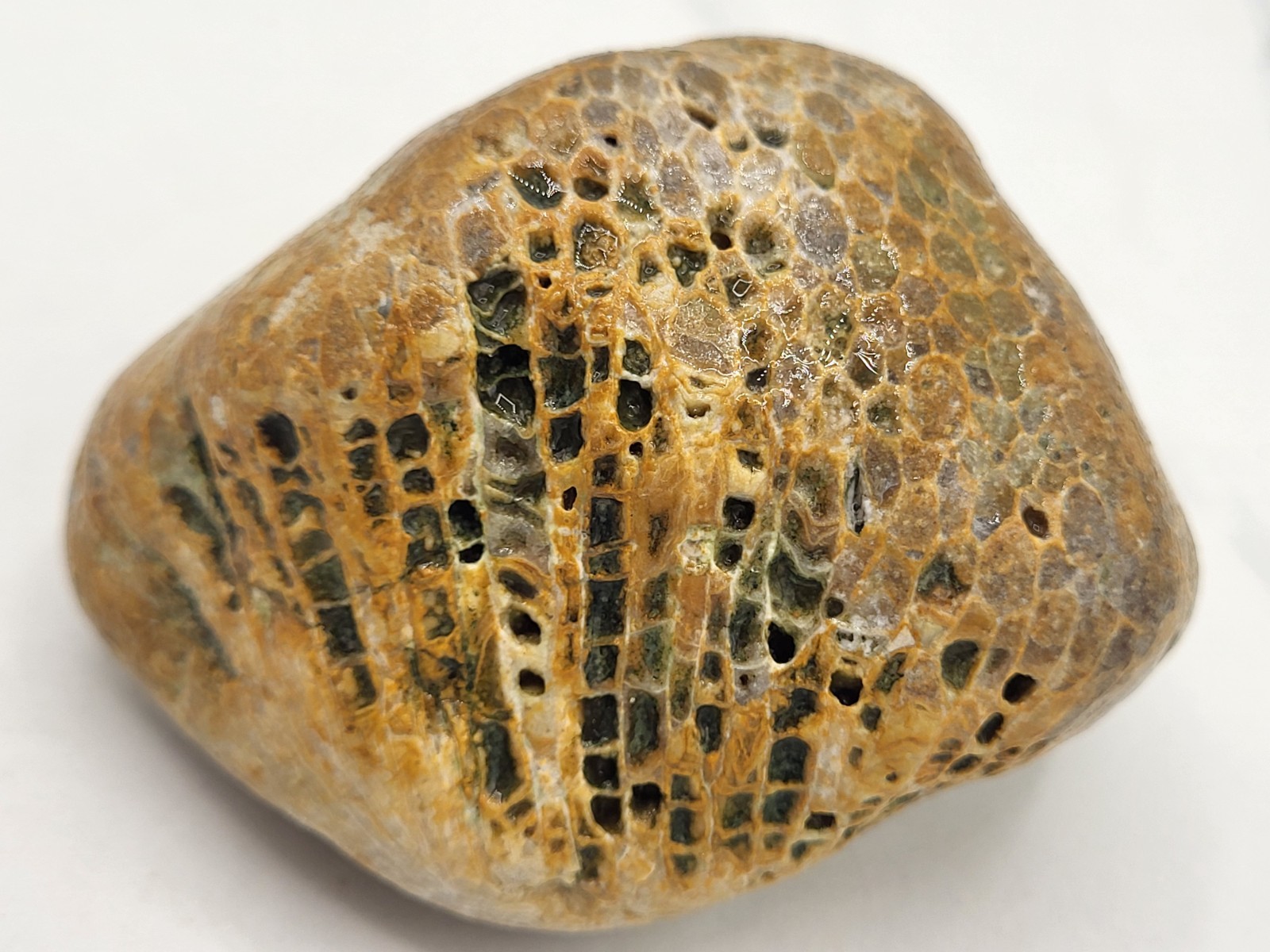LARGE Michigan Favosites Charlevoix Silicified Stone Fossil 8.5 oz Honeycomb