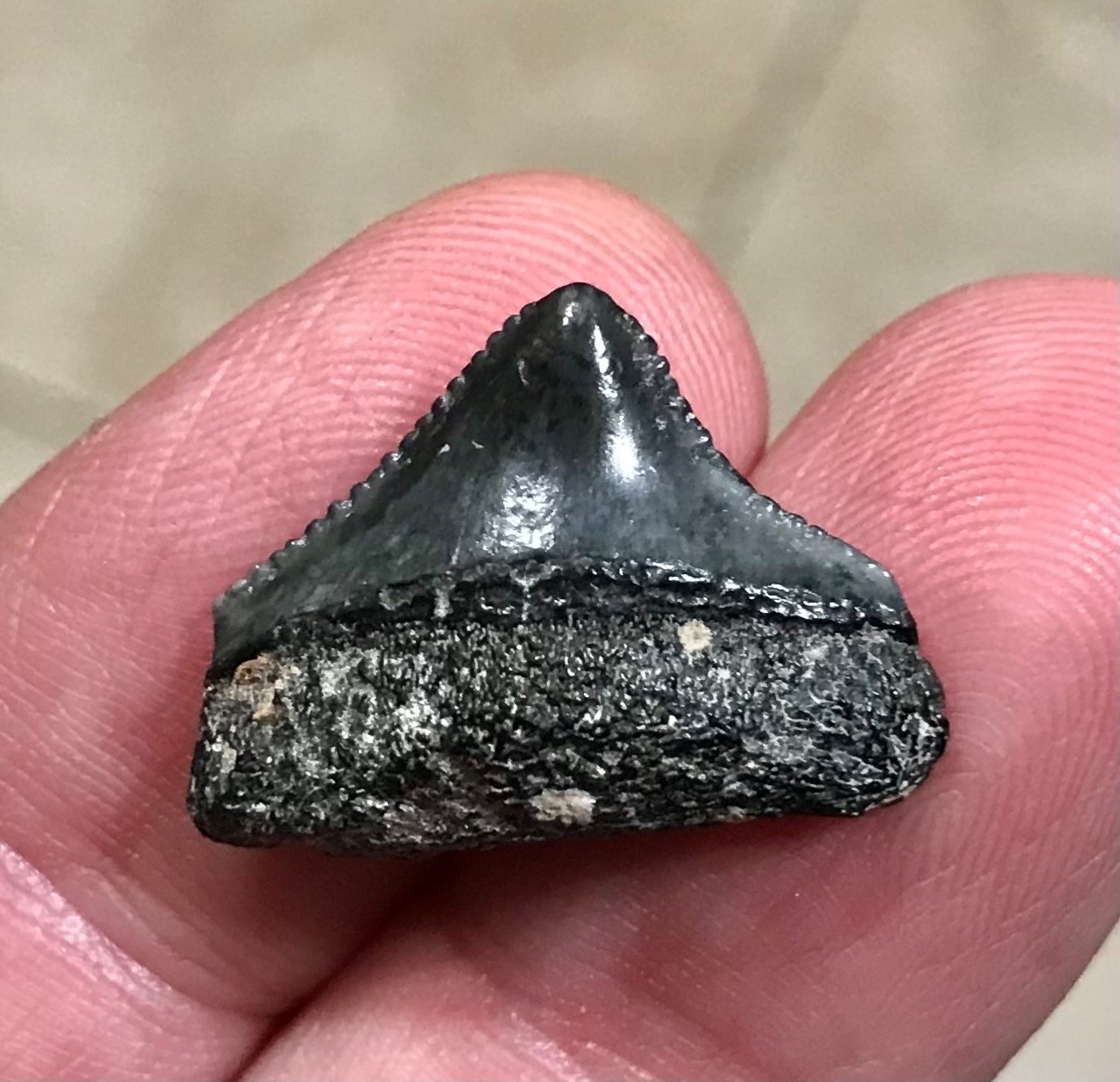 AWESOMELY RARE SUUUUPER BABY - S.W. FLORIDA - MEGALODON SHARKTOOTH FOSSIL AWESOMELY RARE SUUUUPER BABY - S.W. FLORIDA - MEGALODON SHARKTOOTH FOSSIL