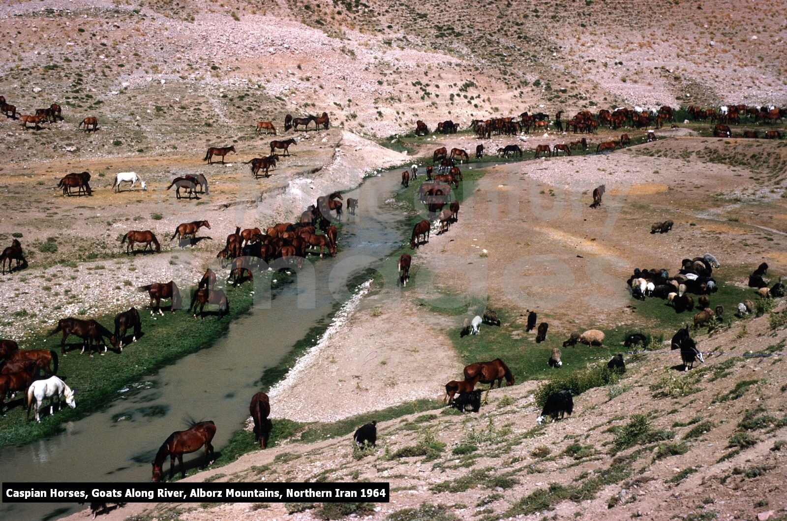 250+ Very Rare Photos of IRAN in the 1950's & 1960's DVD