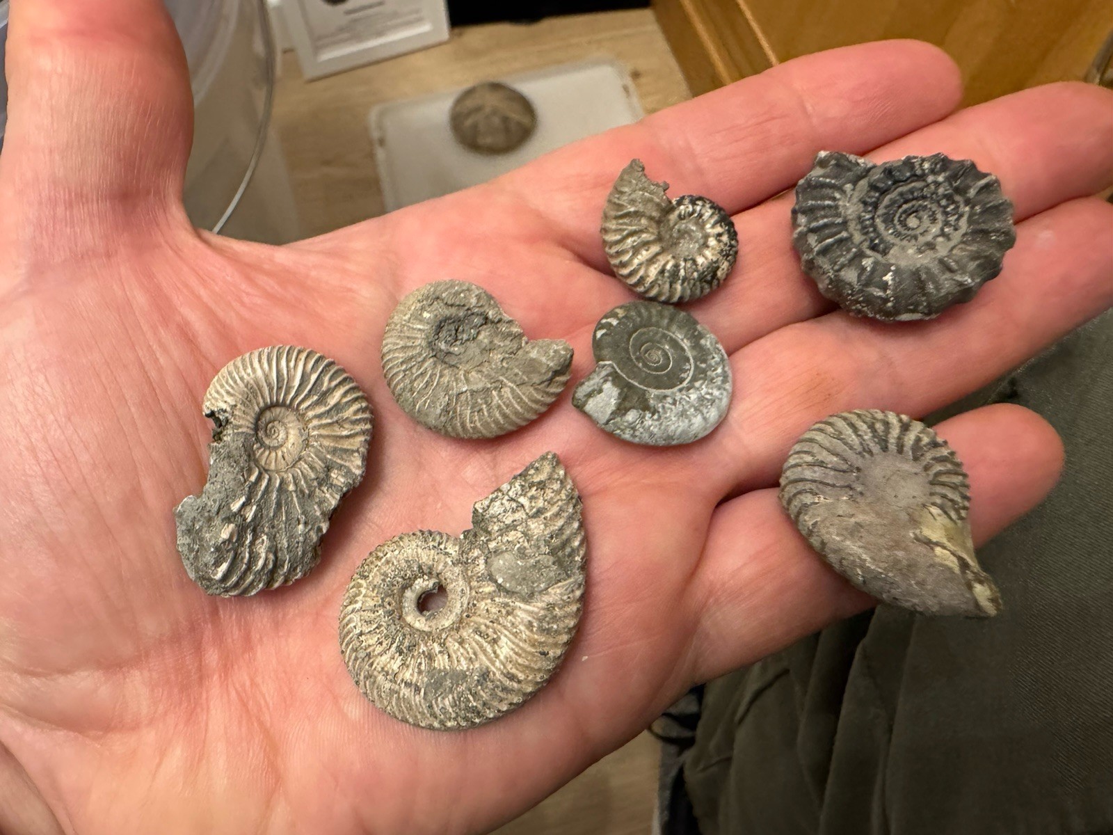 7x Speeton Clay Ammonites. Cretaceous UK