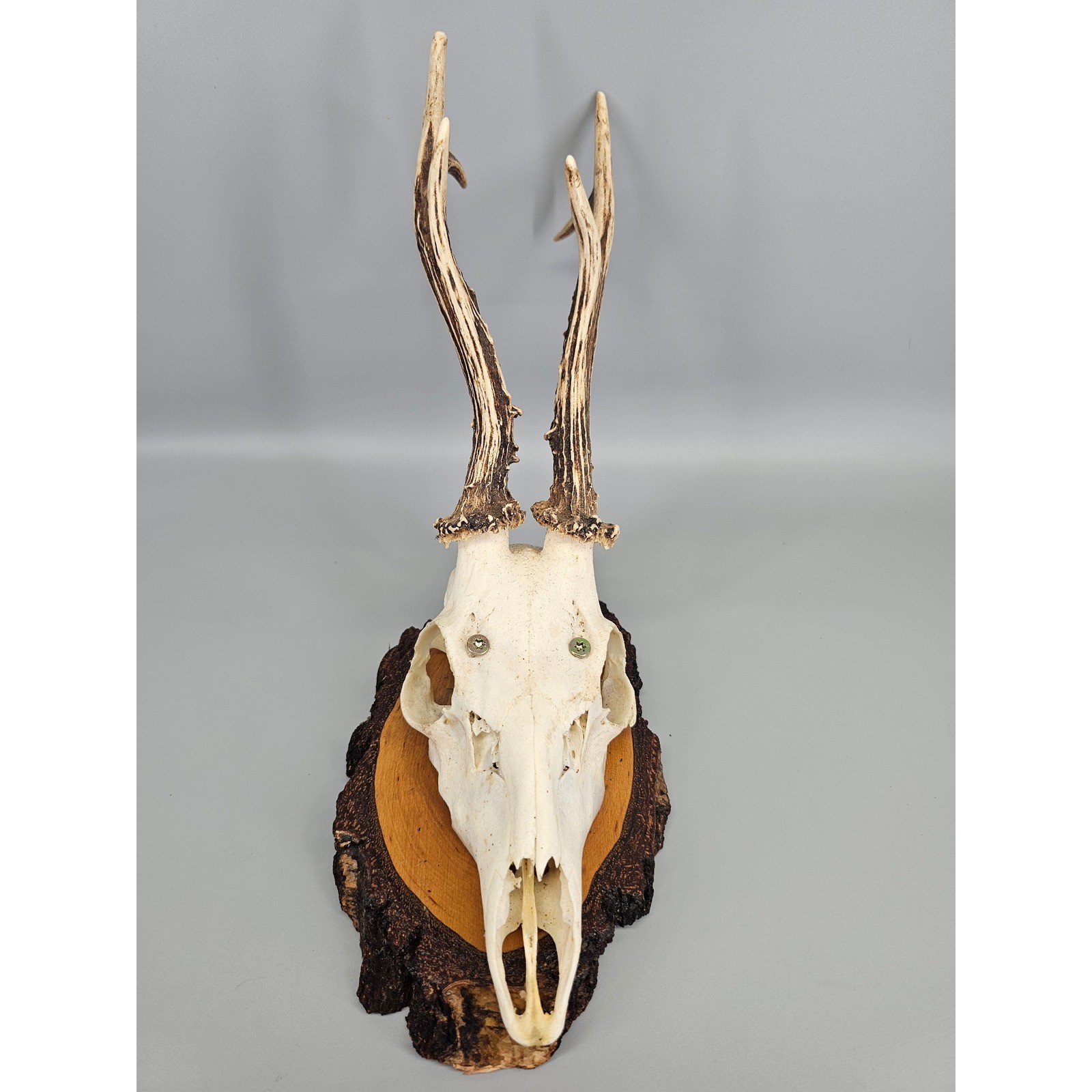 Black Forest Roe Deer Antler Skull 13in Vintage Birch Wood Wall Plaque Trophy