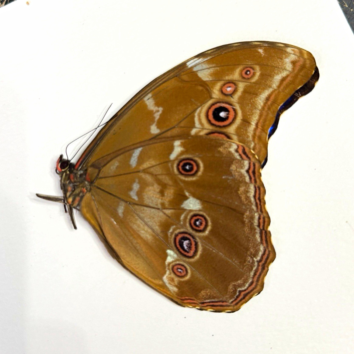 Real Morpho Didius A1 Specimen, wings folded and papered Real Morpho Didius A1 Specimen, wings folded and papered