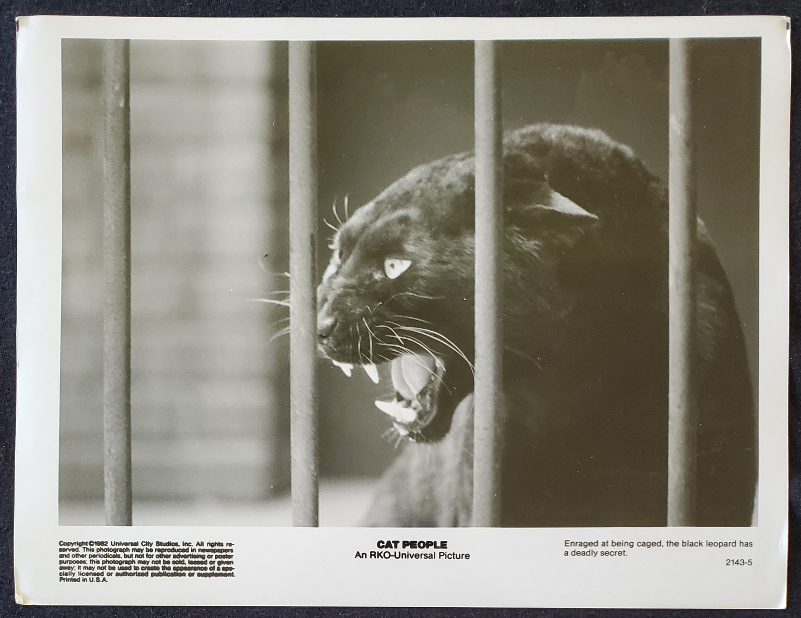 1982 Cat People RKO Universal Hollywood 8x10 Studio Press Photograph