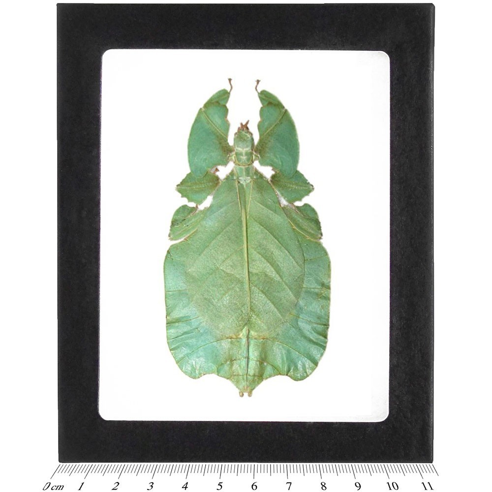 Phyllium pulchrifolium GREEN FORM FEMALE leaf mimic insect Indonesia FRAMED
