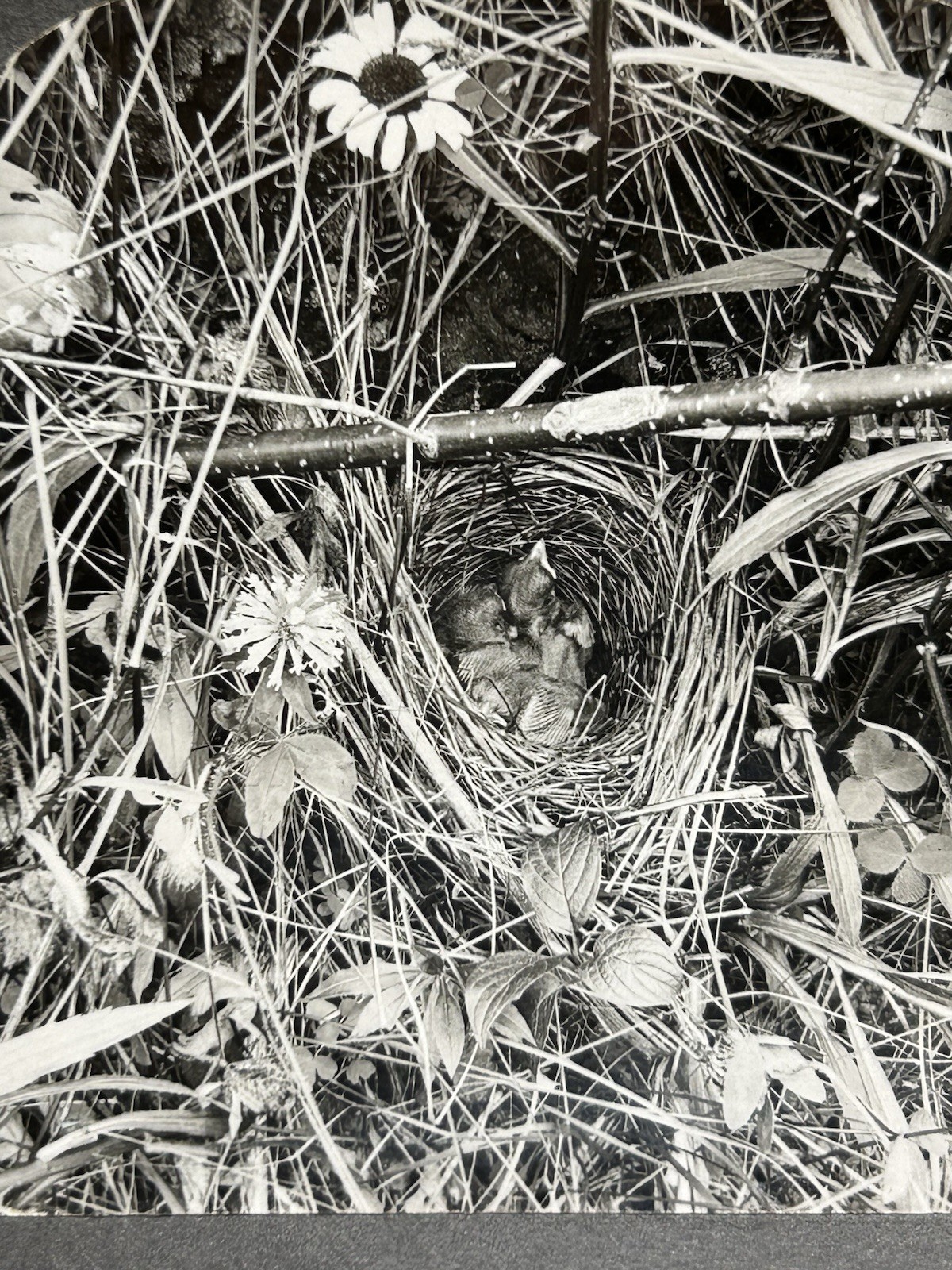 Antique Keystone Stereocard  ~ P- W8244 Song Sparrows In Their Nest ~ Birds P102