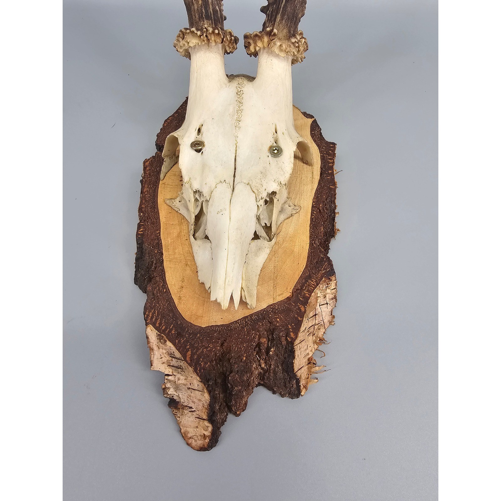 Black Forest Roe Deer Antler Skull 14in Vintage Birch Wood Wall Plaque Trophy