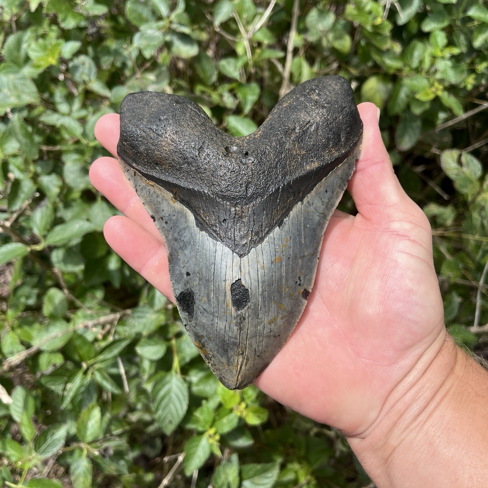Real Six Inch Megalodon Shark Tooth 6.08” Big Fossil Shark Teeth