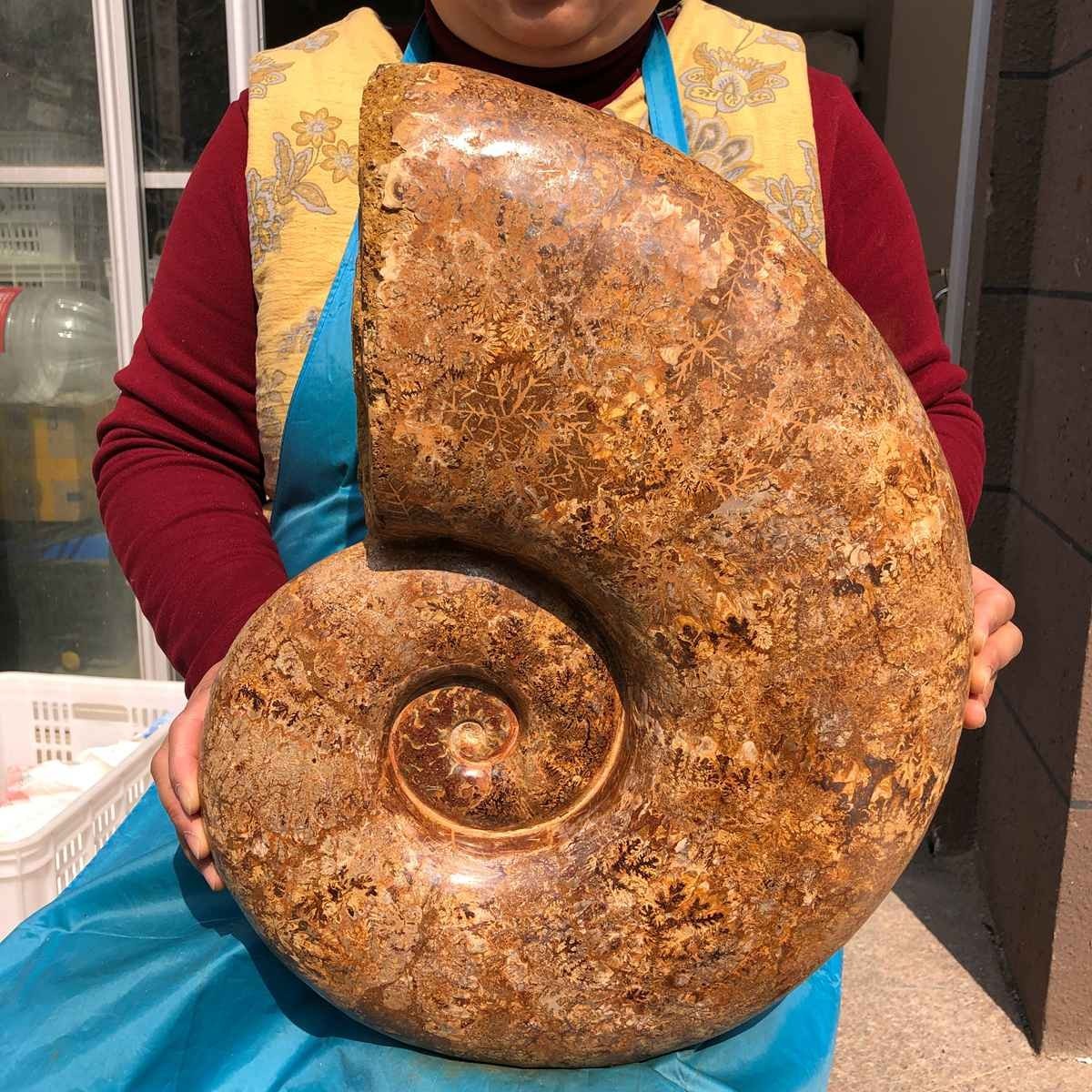 Huge 41 LB Natural Polished Ammonite Fossil Whole Crystal Specime Reiki Healing