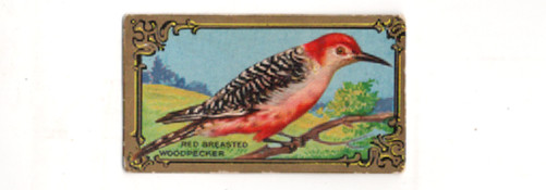 1910 T43 Bird Series GOLD Border, Red Breasted Woodpecker, #23, Mecca Back