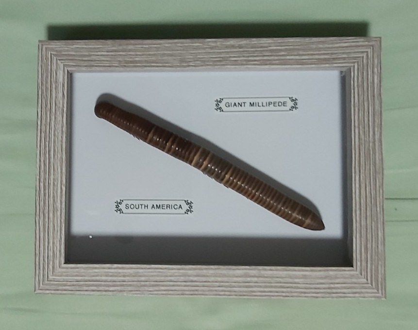 Taxidermy Real Giant Millipede South America In Grey Wooden Frame/Entomology