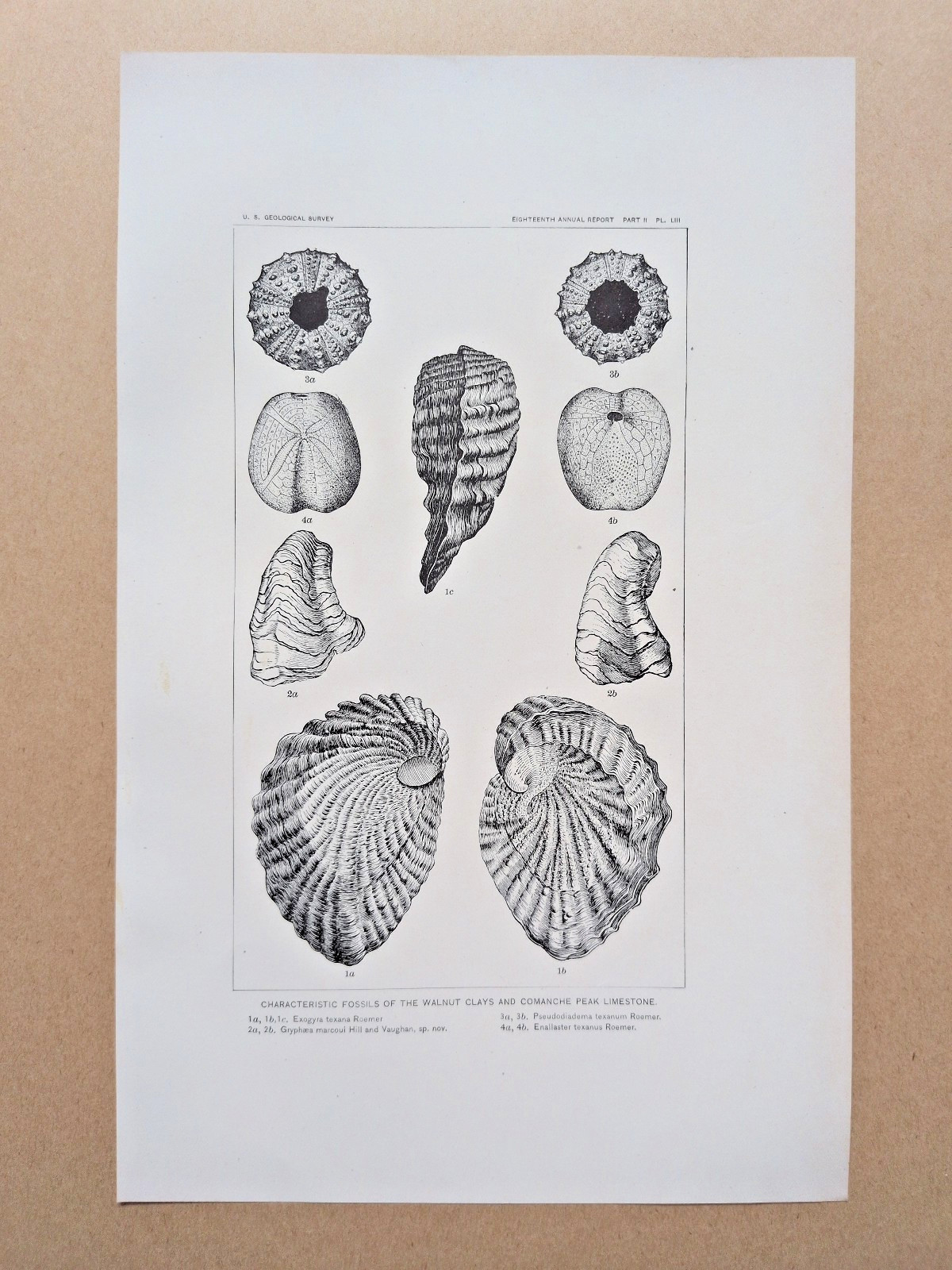 Fossils of the Walnut Clays and Comanche Peak - Antique Geological Print - 1897