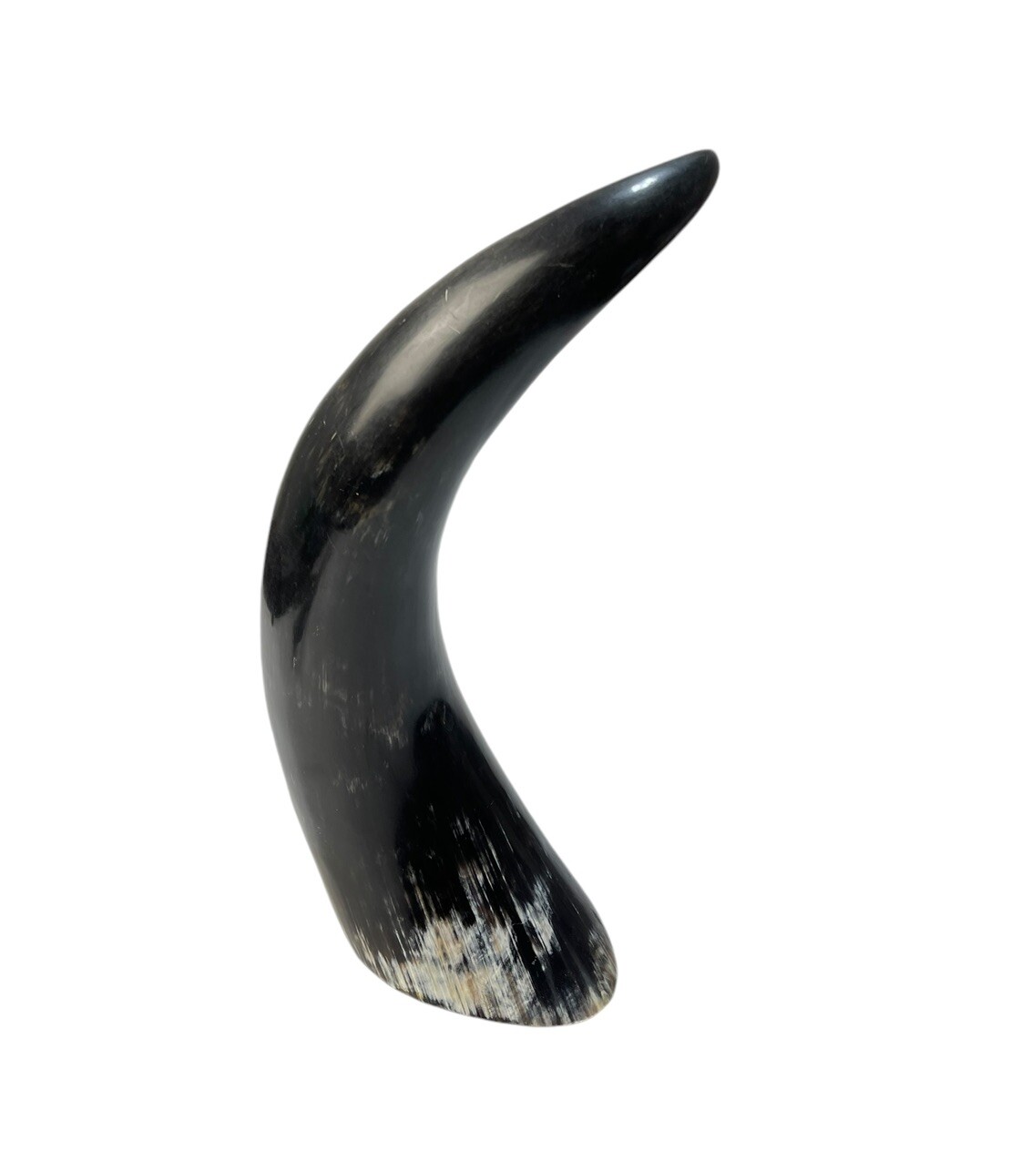 Polished Bull Steer Powder Horn Beautiful 12.25”x5” Barn Western Americana Decor