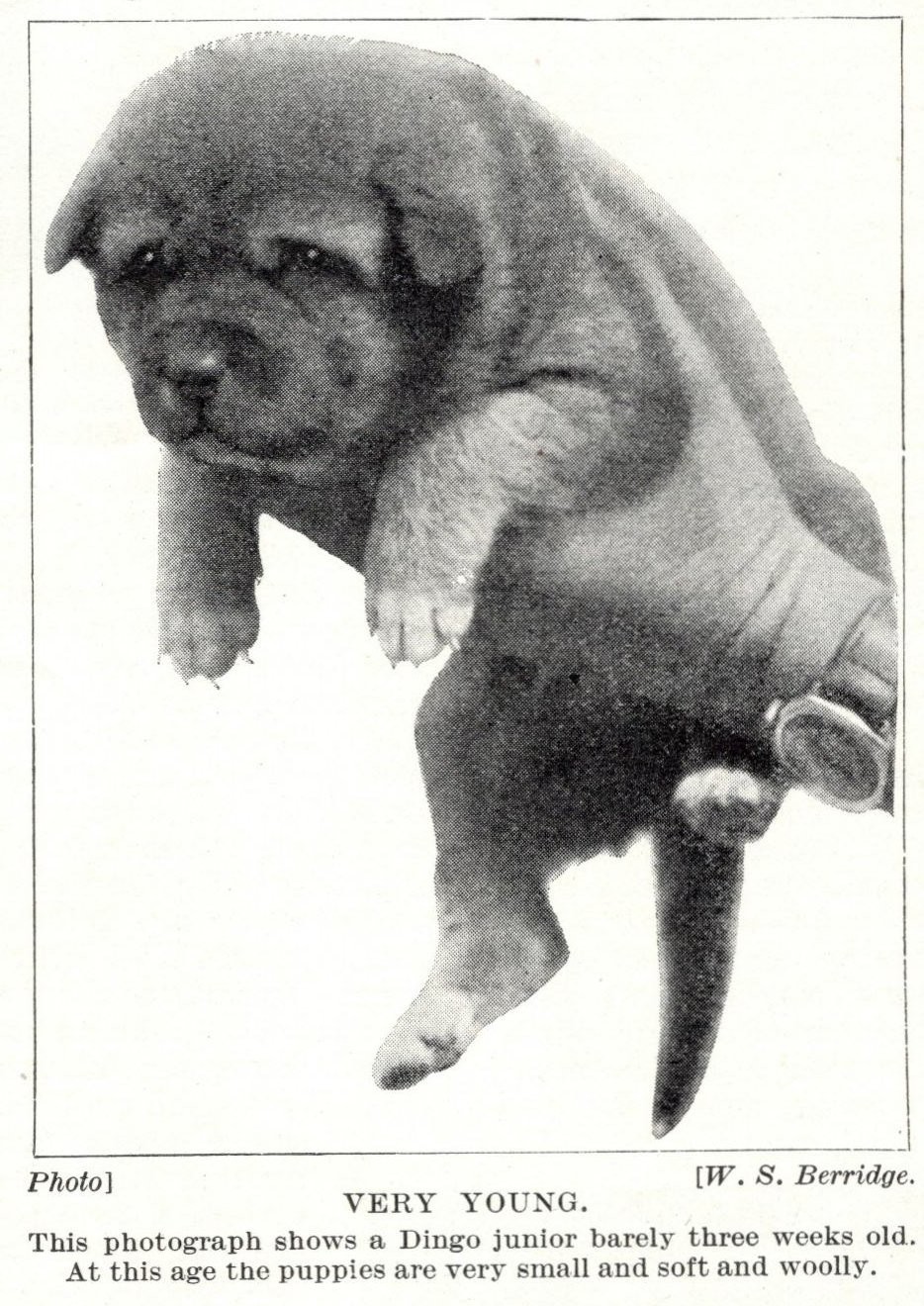Dingo \ Dingo \