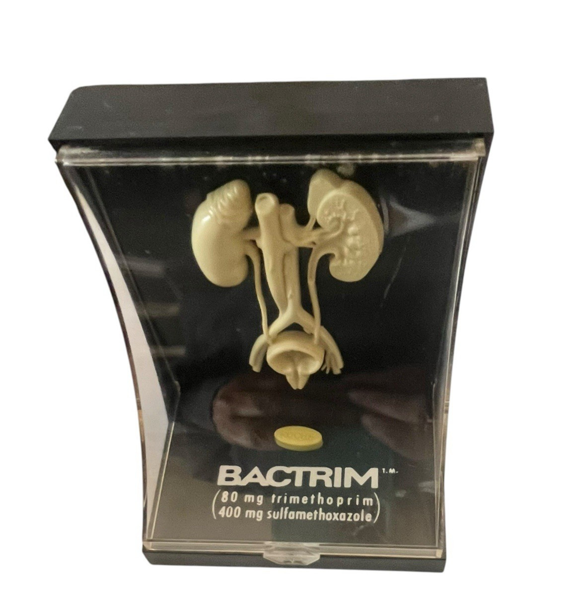 Vintage Roche Bactrim Medical Anatomical Model Kidneys RARE Display Big Pharma
