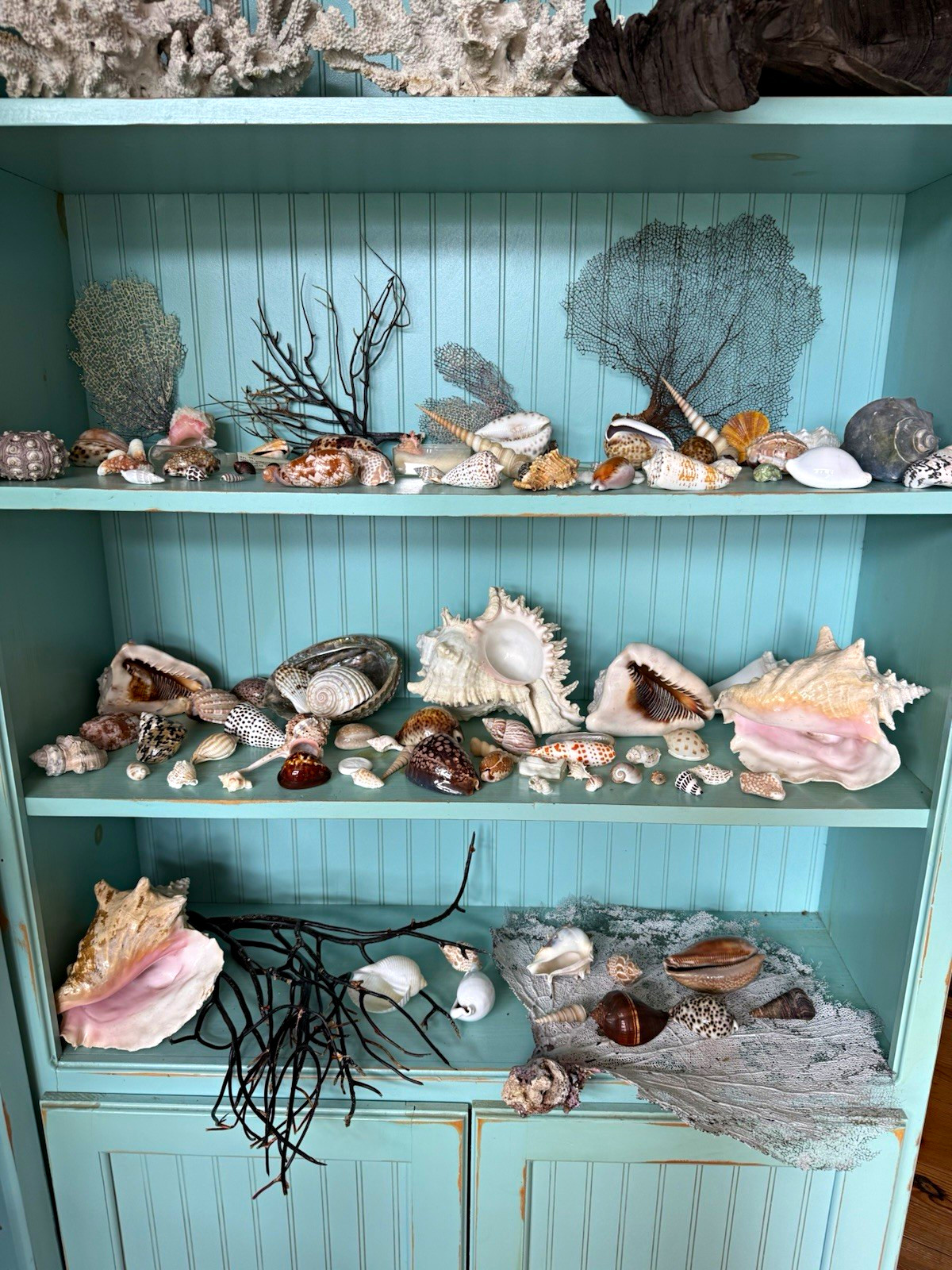 Estate Shell Collection – An exceptional estate collection of collectible shells