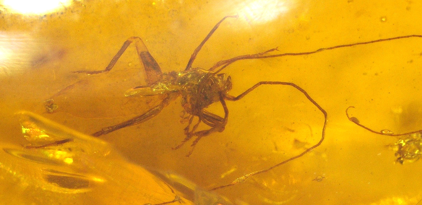 Ultra RARE Cretaceous Grasshopper in Burmese Amber Fossil Dinosaur Age