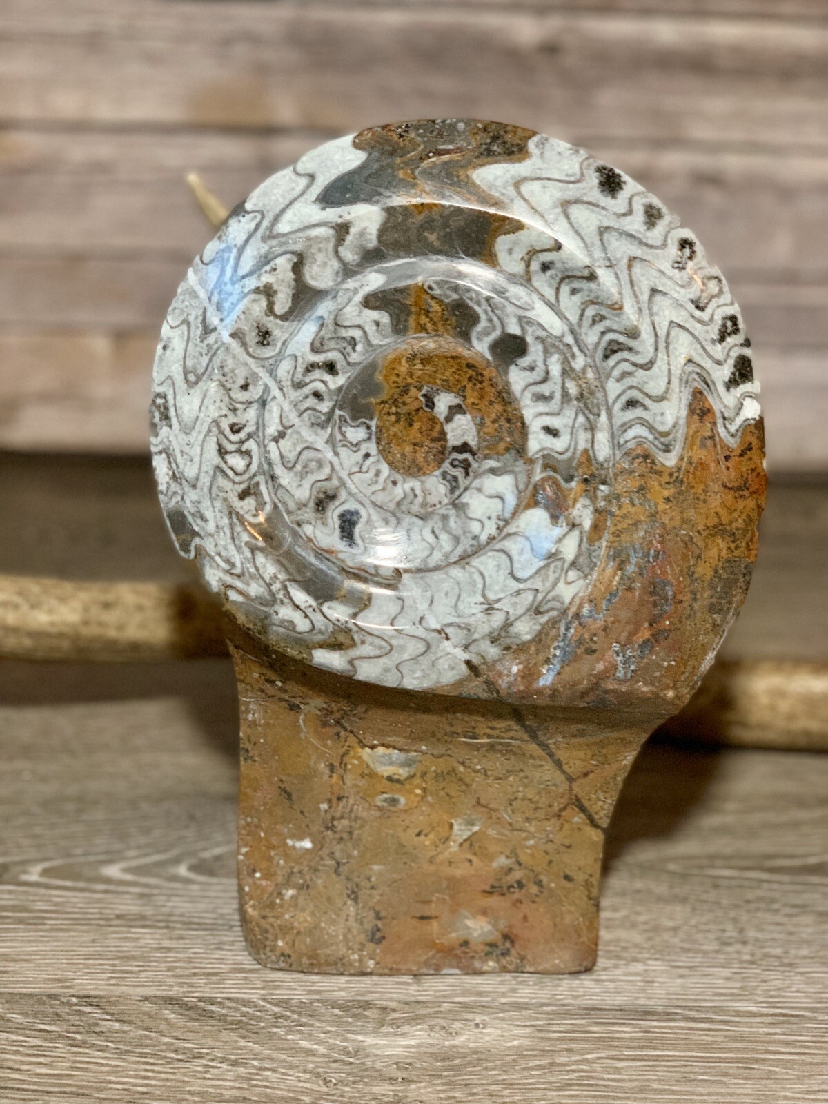 Natural Rough polished Brown Ammonite Fossil Stand RARE 11.75” Tall 2800 Grams