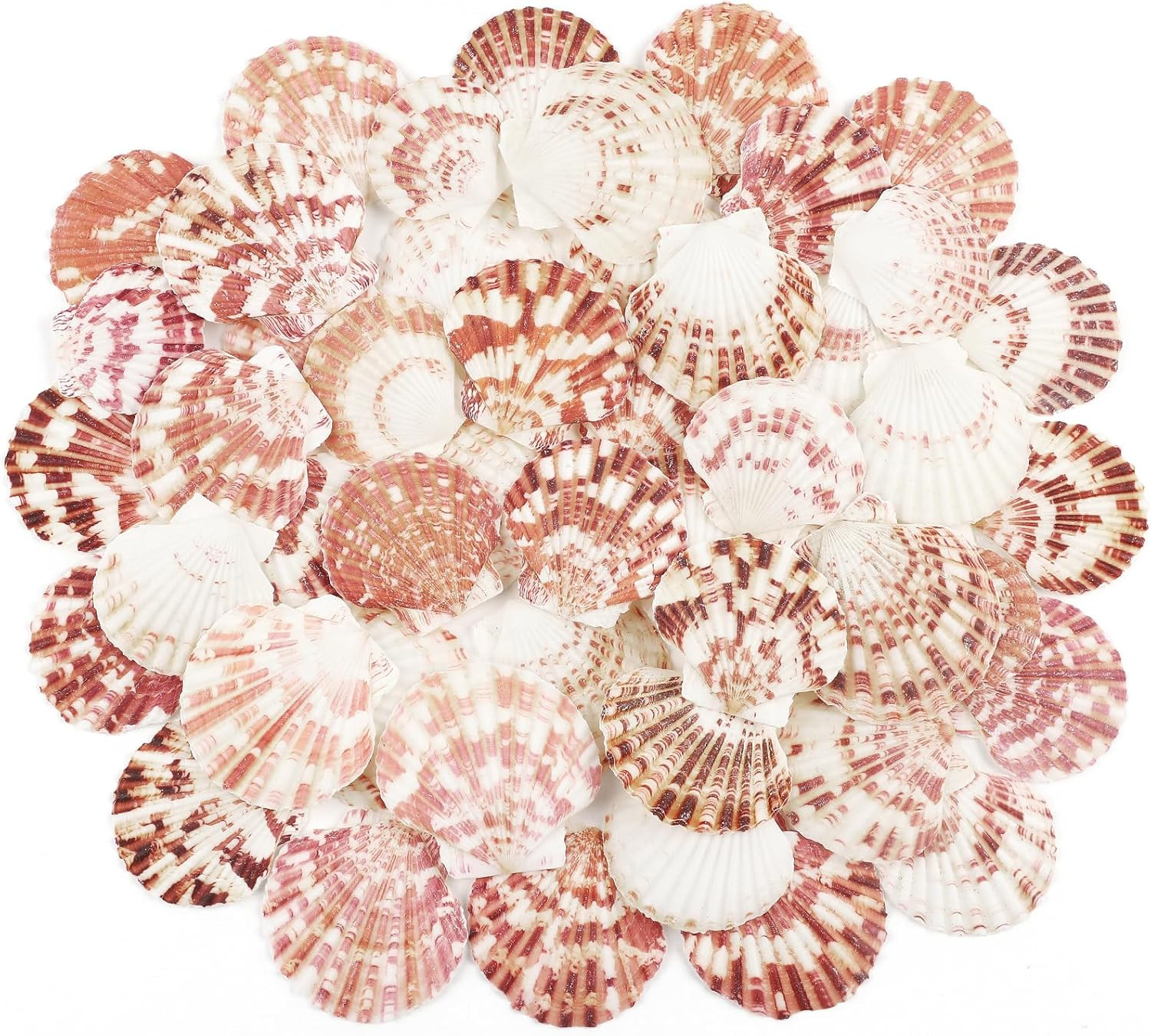 48 PCS Natural Scallop Shells in White and Pink for Crafts and Decor 48 PCS Natural Scallop Shells in White and Pink for Crafts and Decor