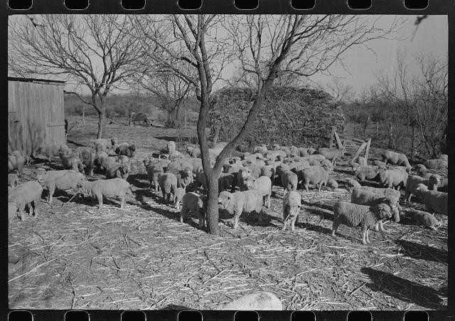 Photo:Tom Green County Texas 1940 Sheep Herd on Rehabilitation Ranch