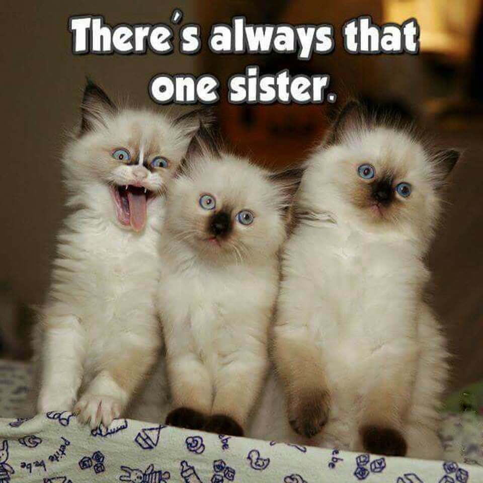 Funny Sister Cat Time Refrigerator / Locker Magnet Funny Sister Cat Time Refrigerator / Locker Magnet
