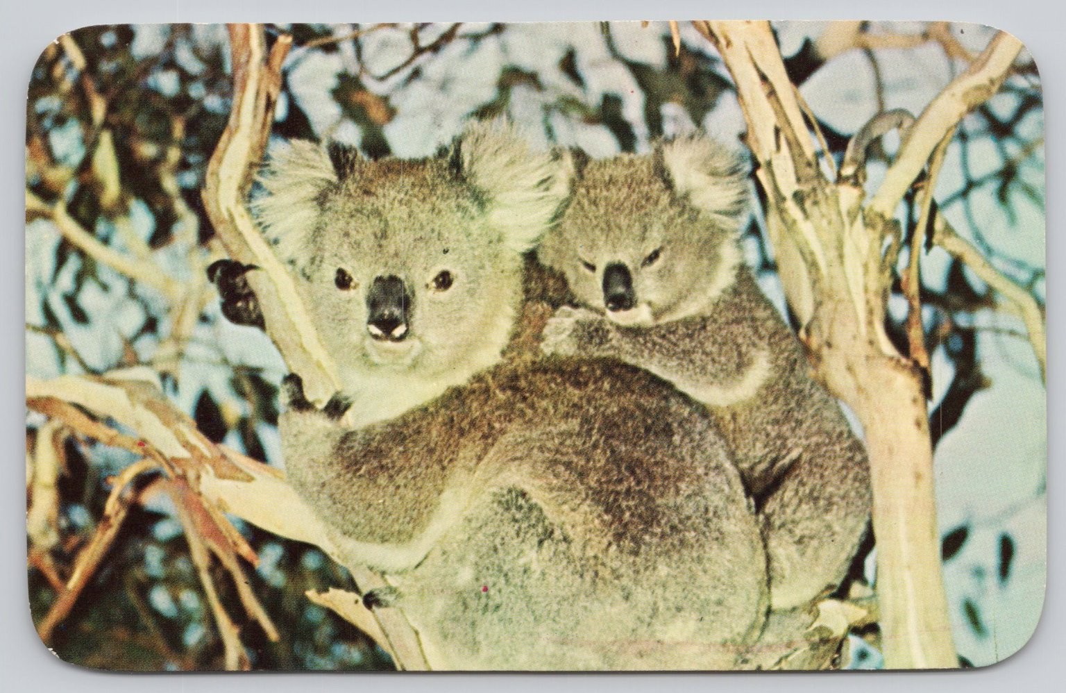 Vintage Plastichrome Koala with Baby Postcard Sydney Australia 1969 Posted