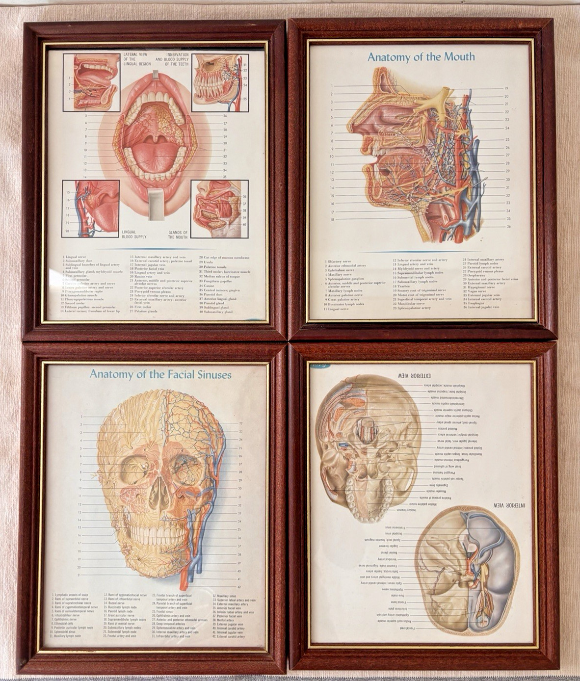 Vtg 1950s Paul Peck Lederle Dental Anatomy Prints Framed Set of 4 Medical Art