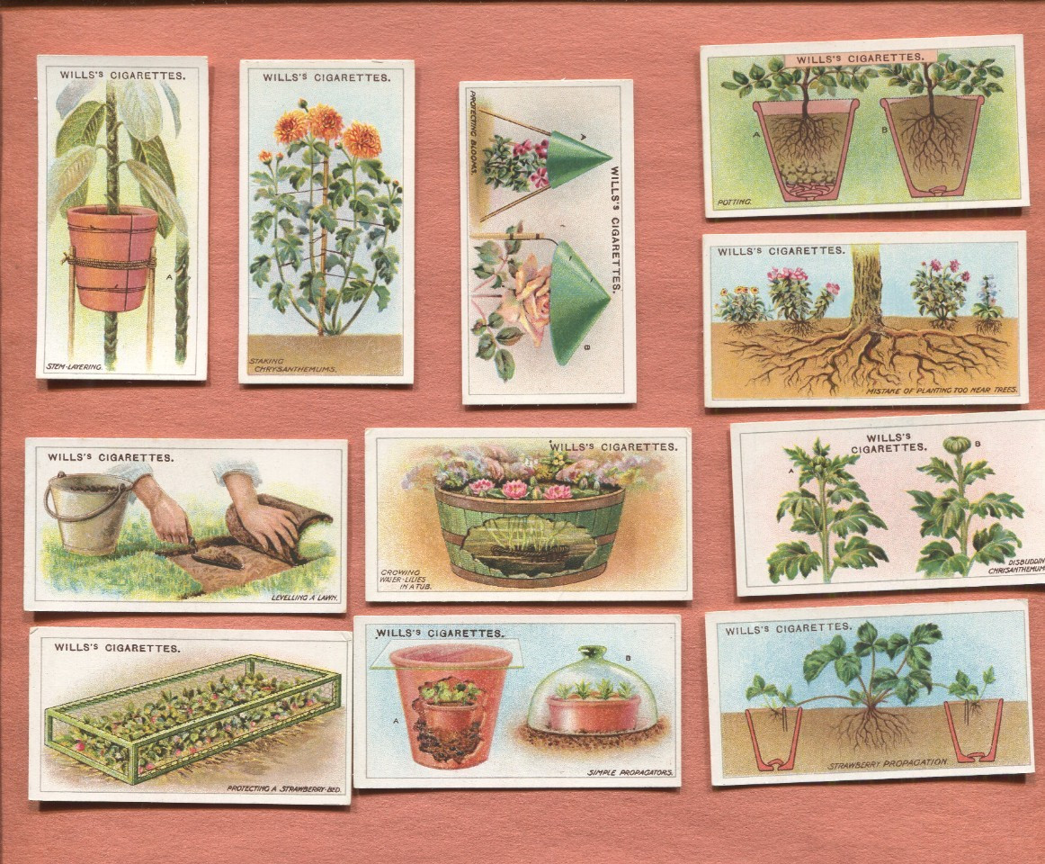1923 W. D. & H. O. WILLS GARDENING HINTS 50 DIFFERENT TOBACCO CARD SET