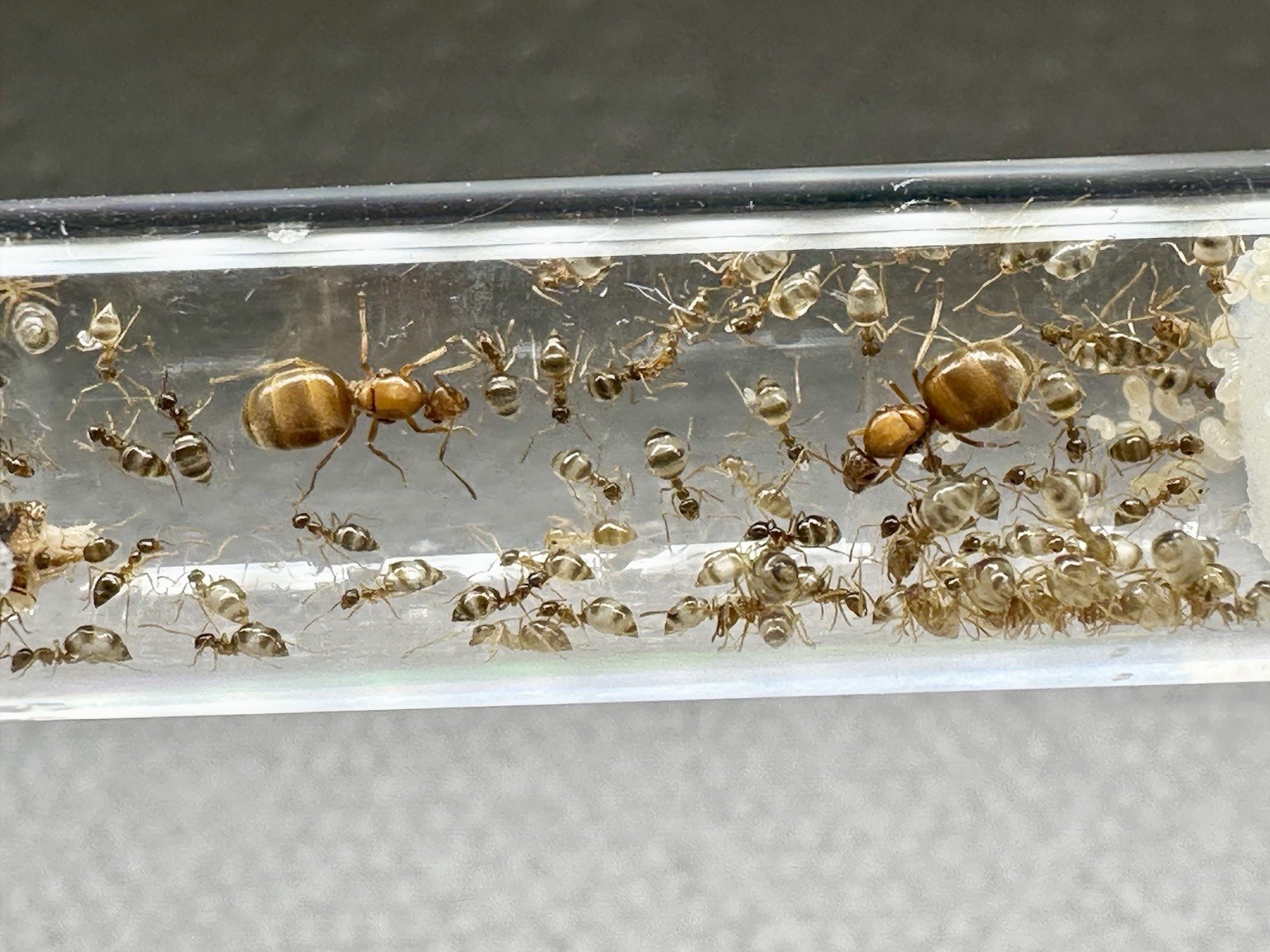 Stunning Bonded pair of false honey pot queen ant colony 50+ workers 