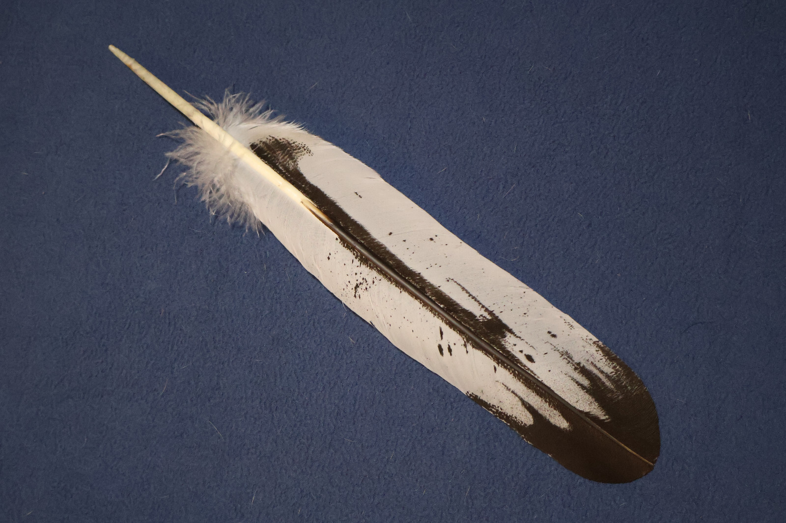 Native American Professionally Hand Painted Sub Adult Bald Eagle Feathers