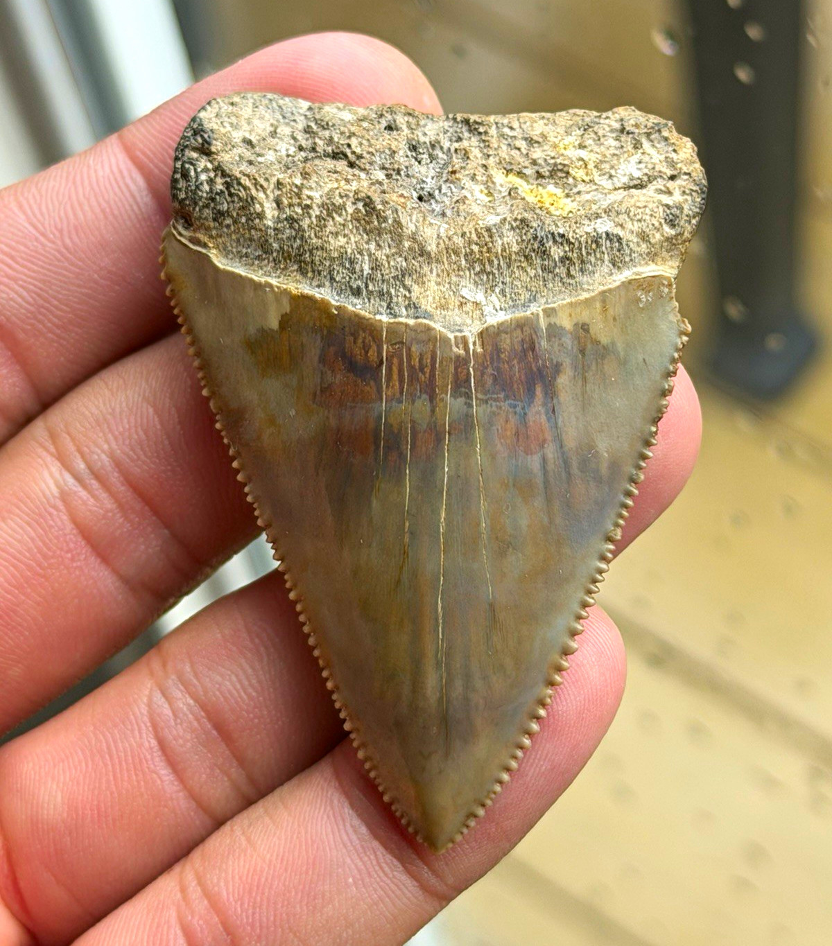 Great white shark tooth from the cooper river. 2.65 inches and sharply serrated