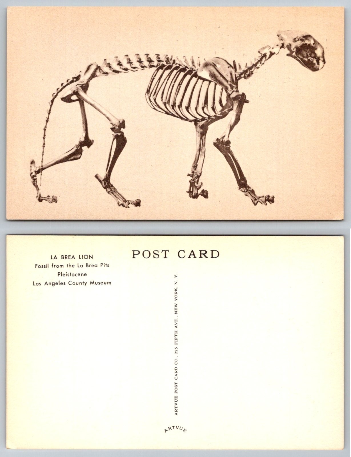 La Brea Lion Skeleton Fossil Los Angeles California Artvue Postcard