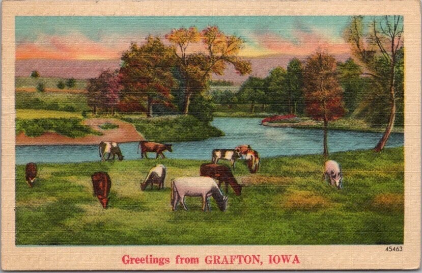 Vintage 1940s GRAFTON, Iowa Greetings Postcard Cattle Cows River / NYCE Linen