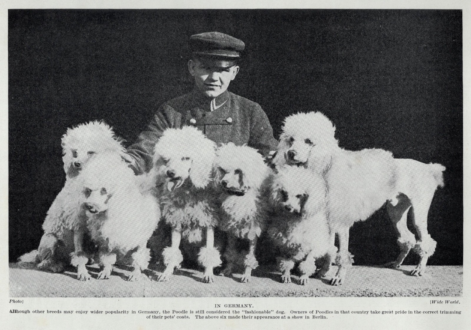 Poodle Family 
