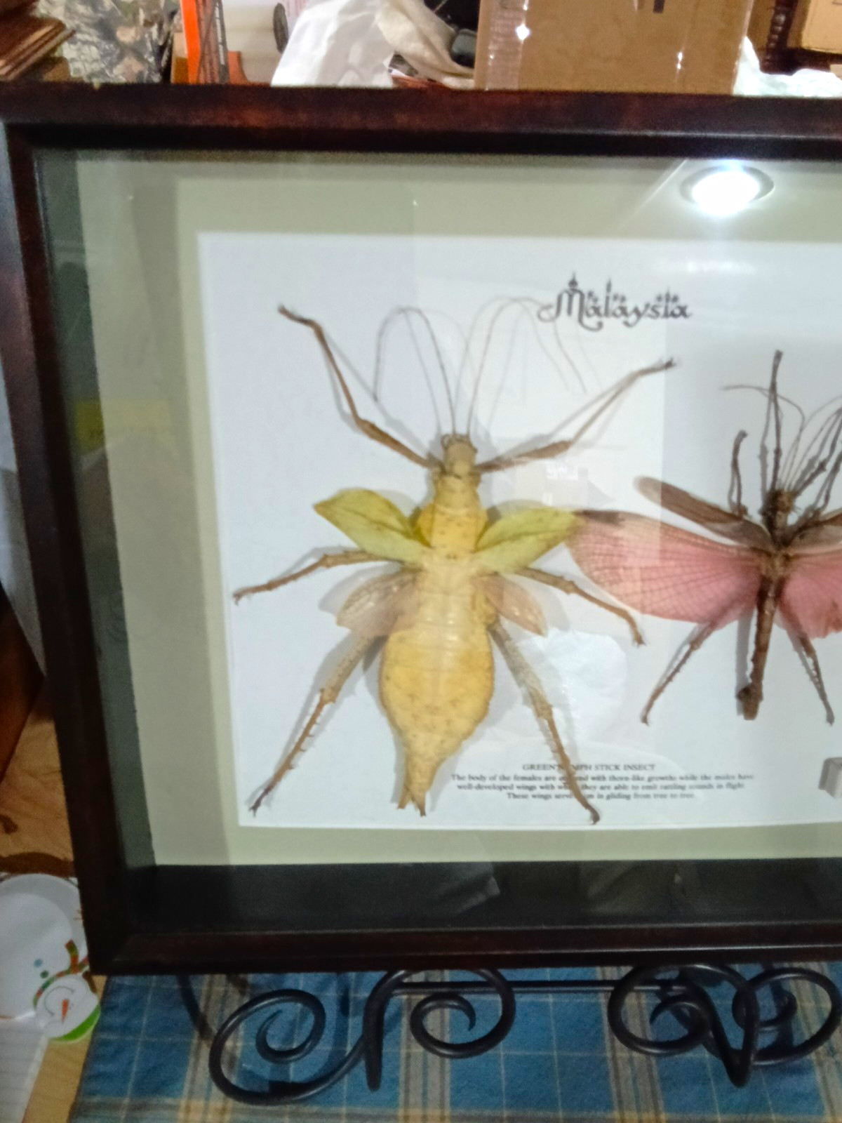 Real Framed Jungle Nymph Pair Taxidermy Heteropteryx Dilatata Shadowbox Insect