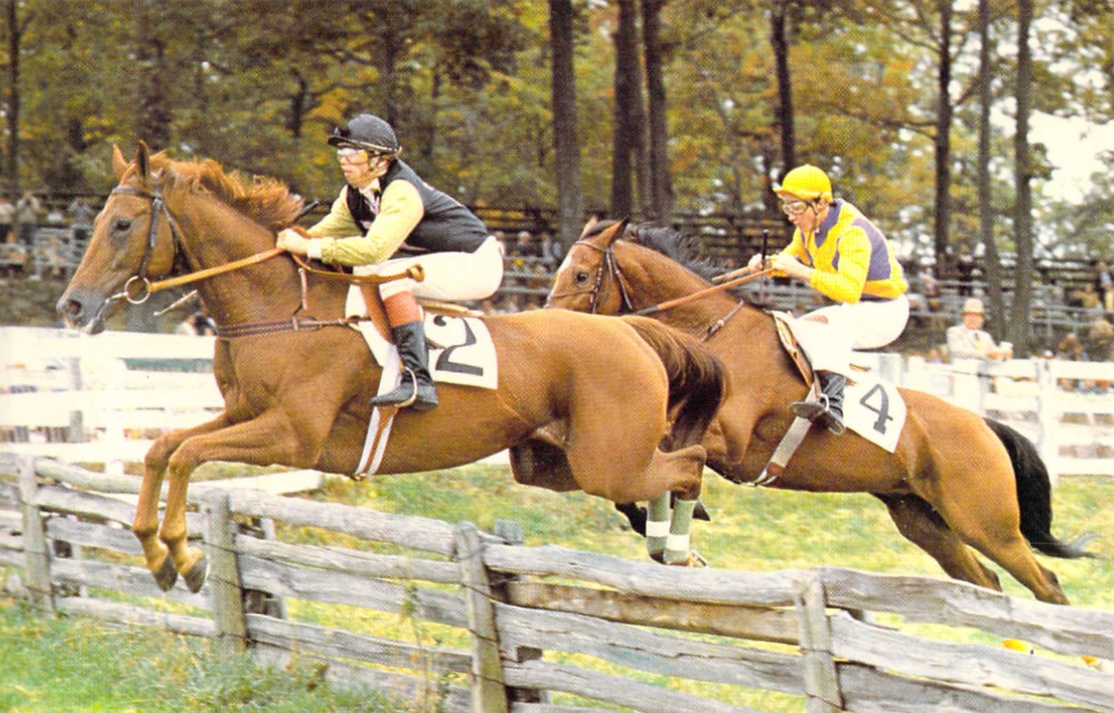 1980 VA Middleburg Hunt Horse Race Point to Point Glenwood Course Postcard A98