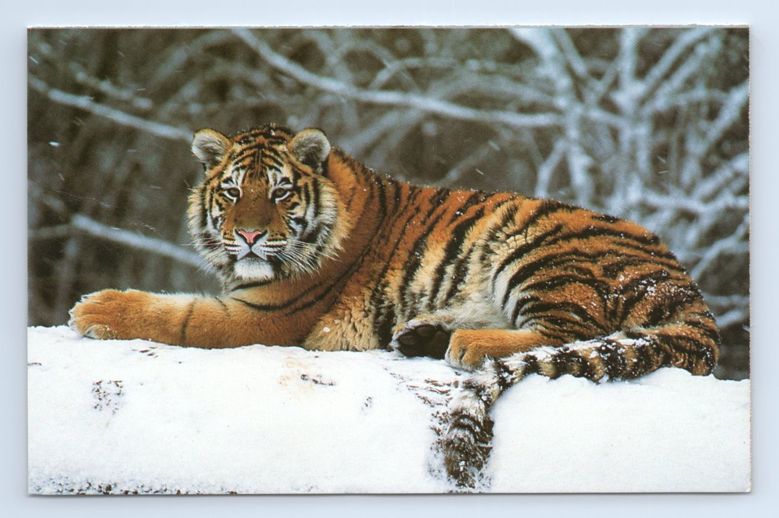 Siberian Tiger in Snow WWF Wildlife Nature Postcard Big Cat Winter Scene