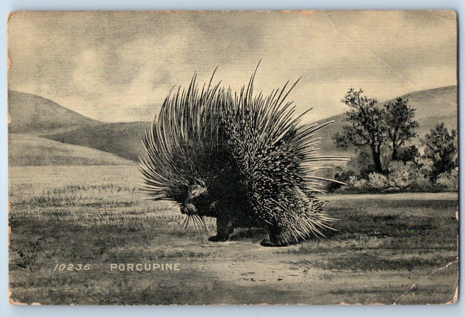 1908 Porcupine Scene Field Oswegatchie New York NY Antique Posted Postcard 1908 Porcupine Scene Field Oswegatchie New York NY Antique Posted Postcard