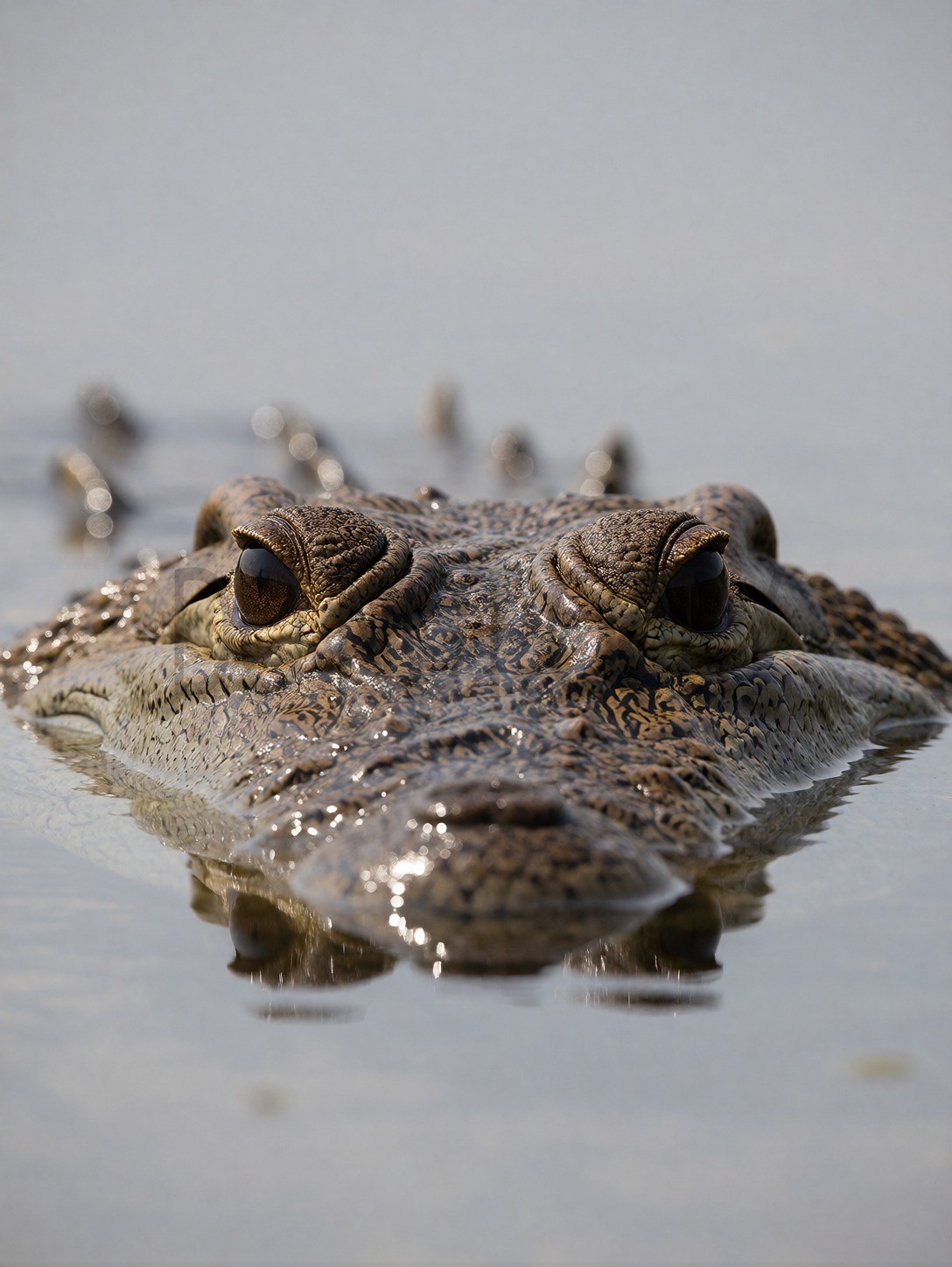 Crocodile Eyes Water Surface Close Up Wildlife Photo Print - AI Generated