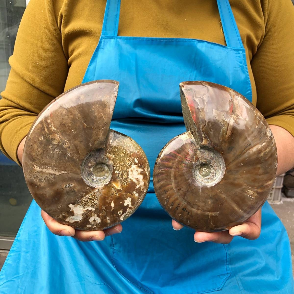 2pcs 3.52LB Polishing and Restoration of Natural Conch Specimens Madagascar 4679