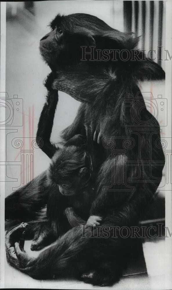 1977 Press Photo Siamang monkey, Suzie, with daughter, Mark at the Milwaukee Zoo