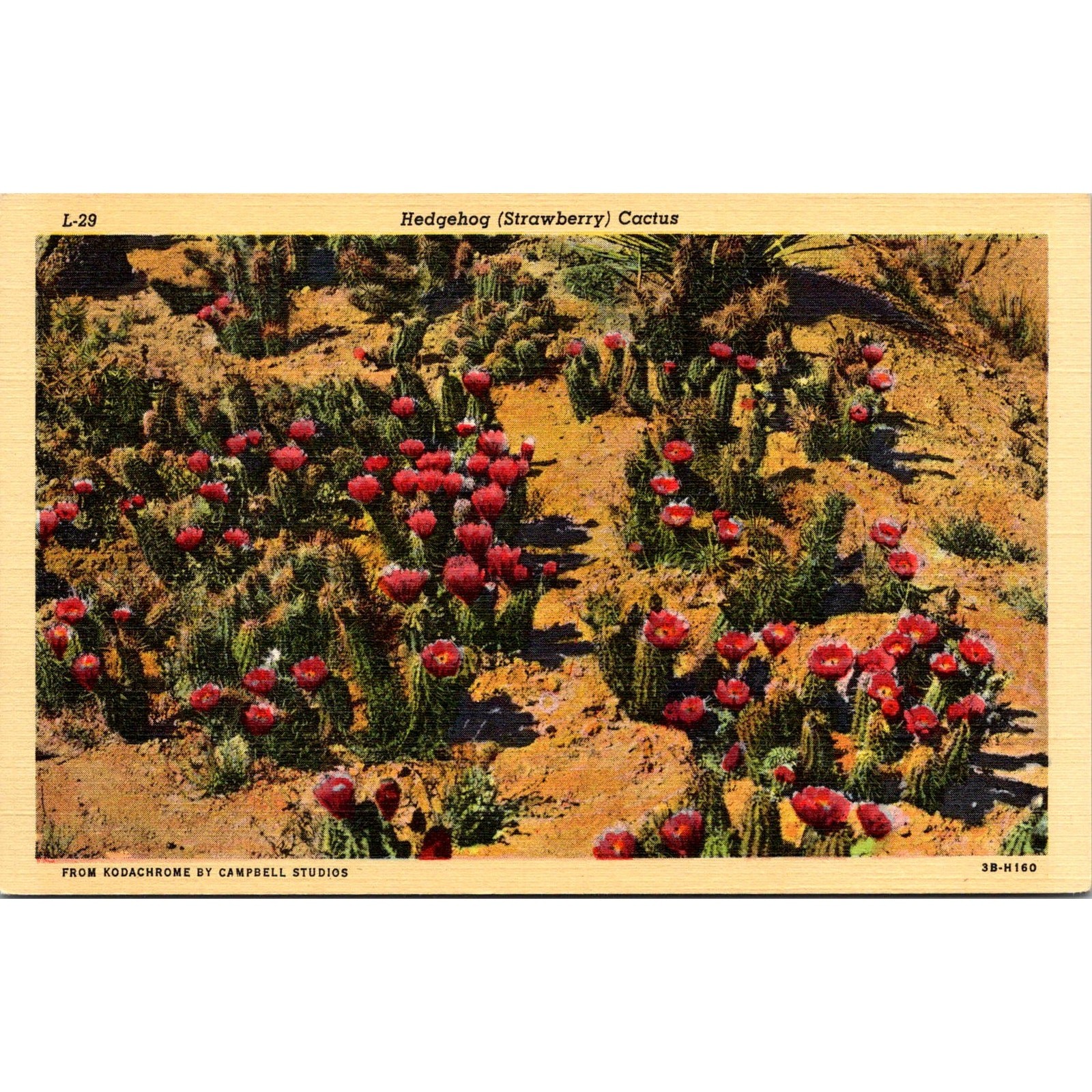 Hedgehog Strawberry Cactus Vintage Postcard SPI17