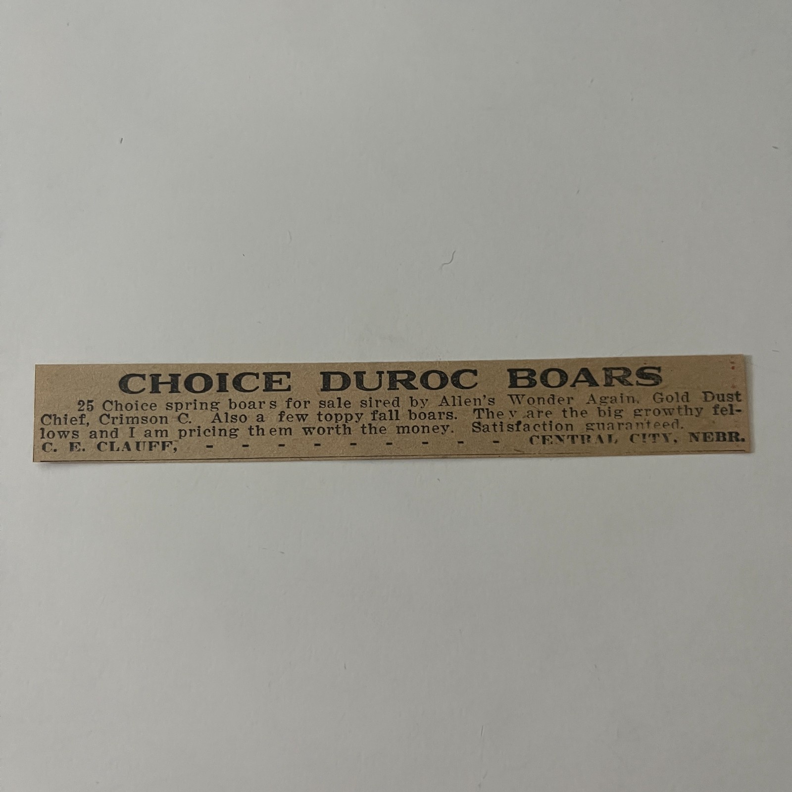 Choice Duroc Boars For Sale CE Clauff Central City NE 1912 Clipping TAJ5-M5