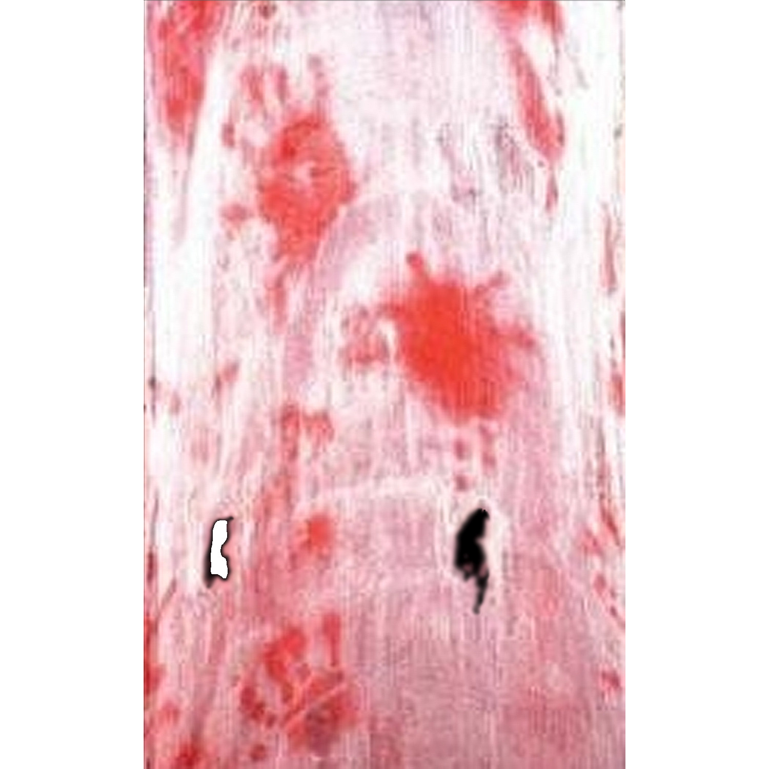 Haunted House Morgue--BLOODY CREEPY CLOTH--Halloween Prop Table Door Decoration