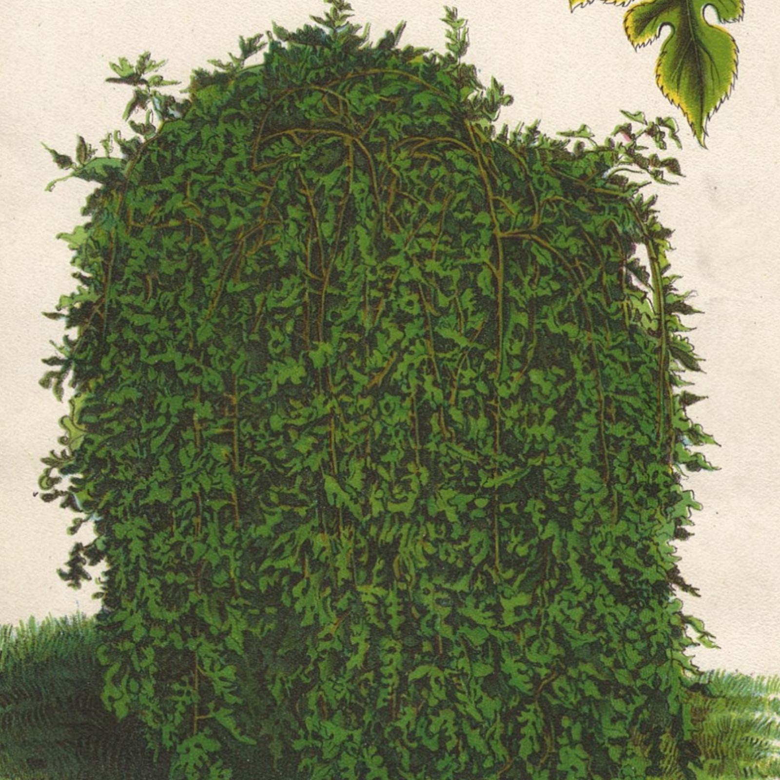 Victorian Seed Catalog Print MULBERRY Chromolithograph 1884 Botanical Art Garden