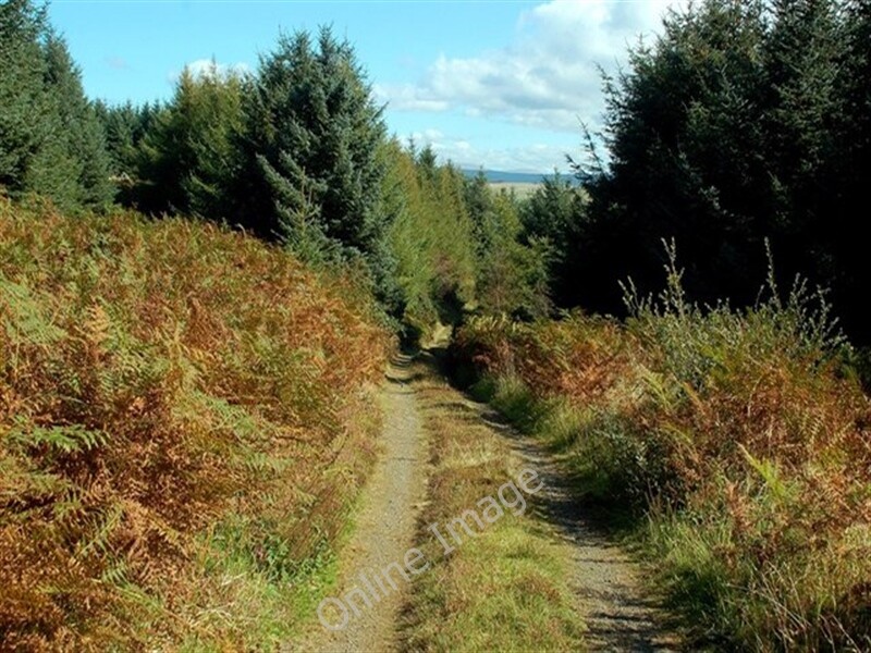 Photo 6x4 Track In Almont Forest Poundland\\/NX1787 Looking down the track c2009 Photo 6x4 Track In Almont Forest Poundland\\/NX1787 Looking down the track c2009
