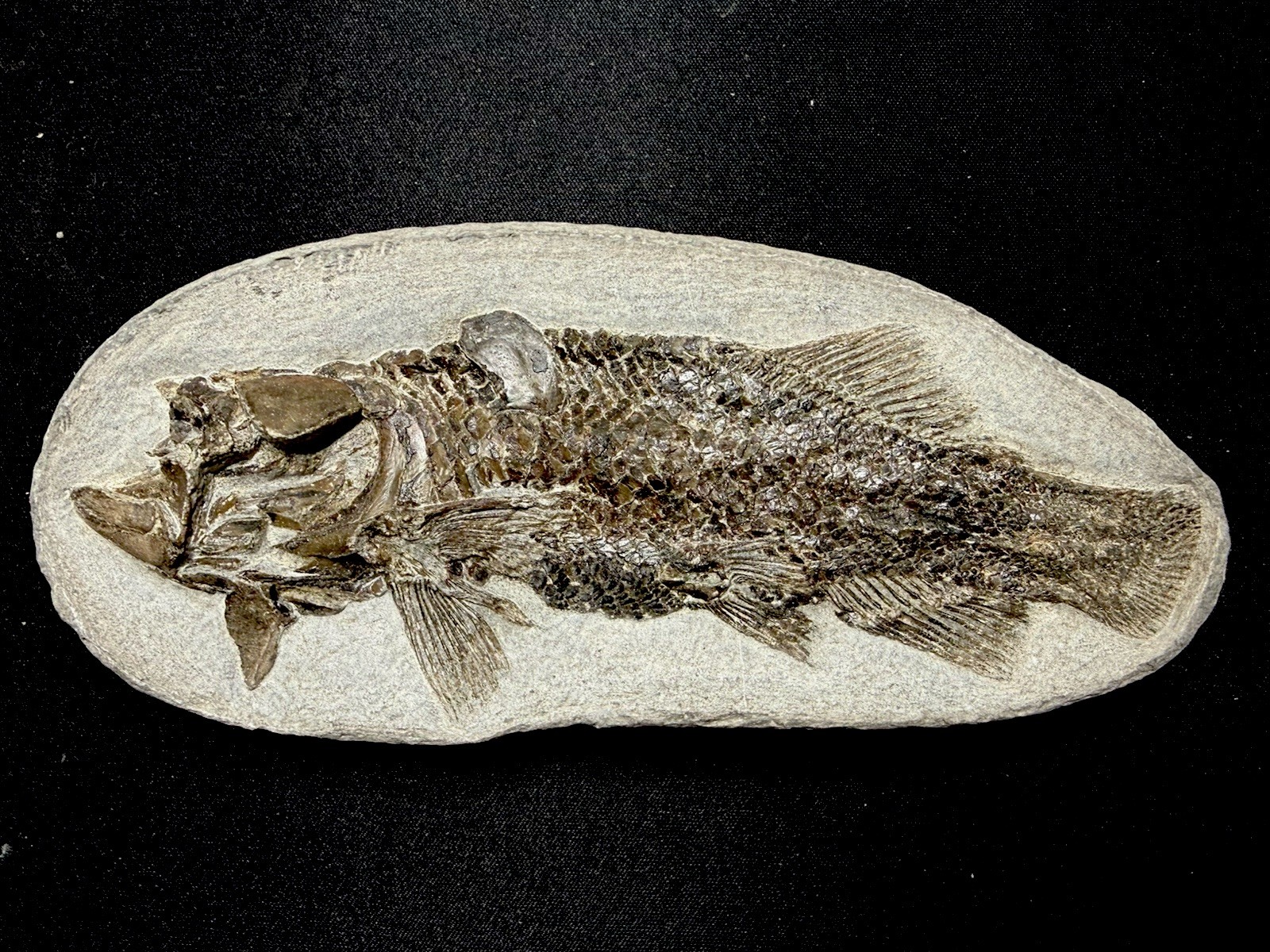 fossil fish ，perleidus,  Jurong China