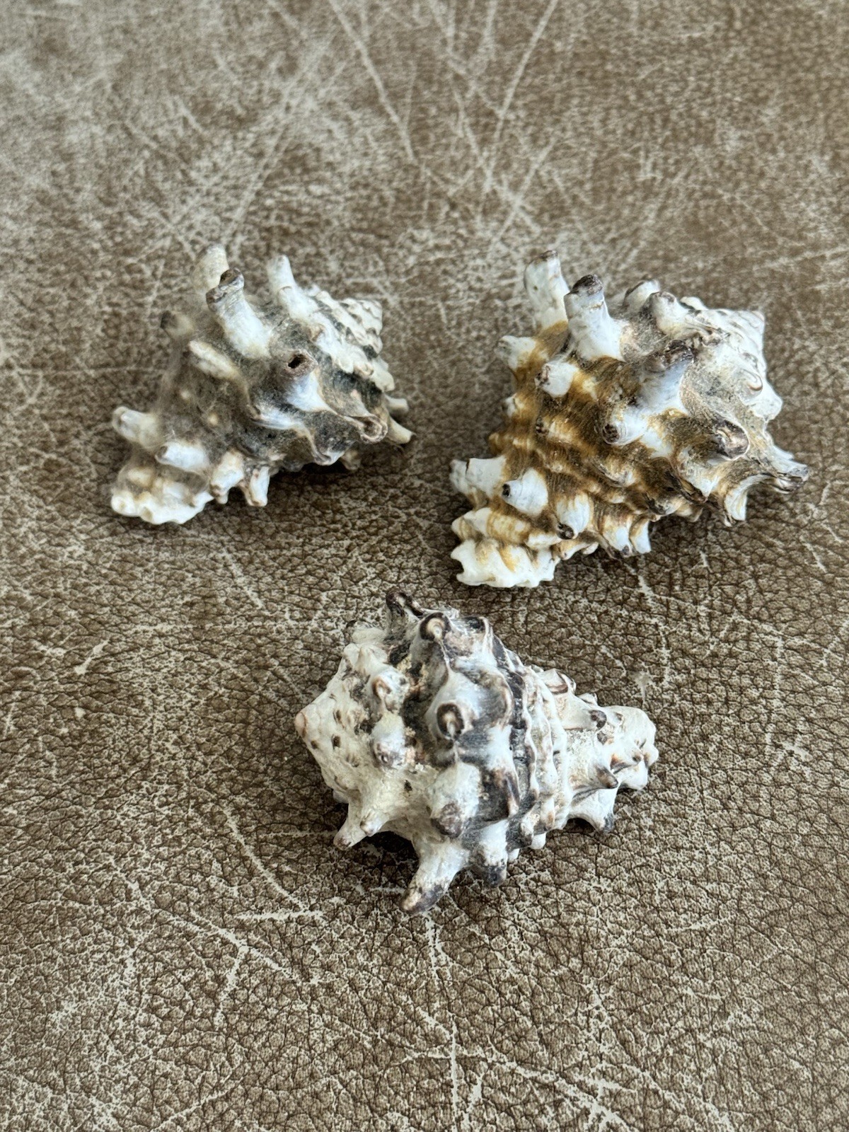 Vintage Vasum Turbinellus “Pacific Vase” Seashell 2” Indo-Pacific Set of  3 Rare