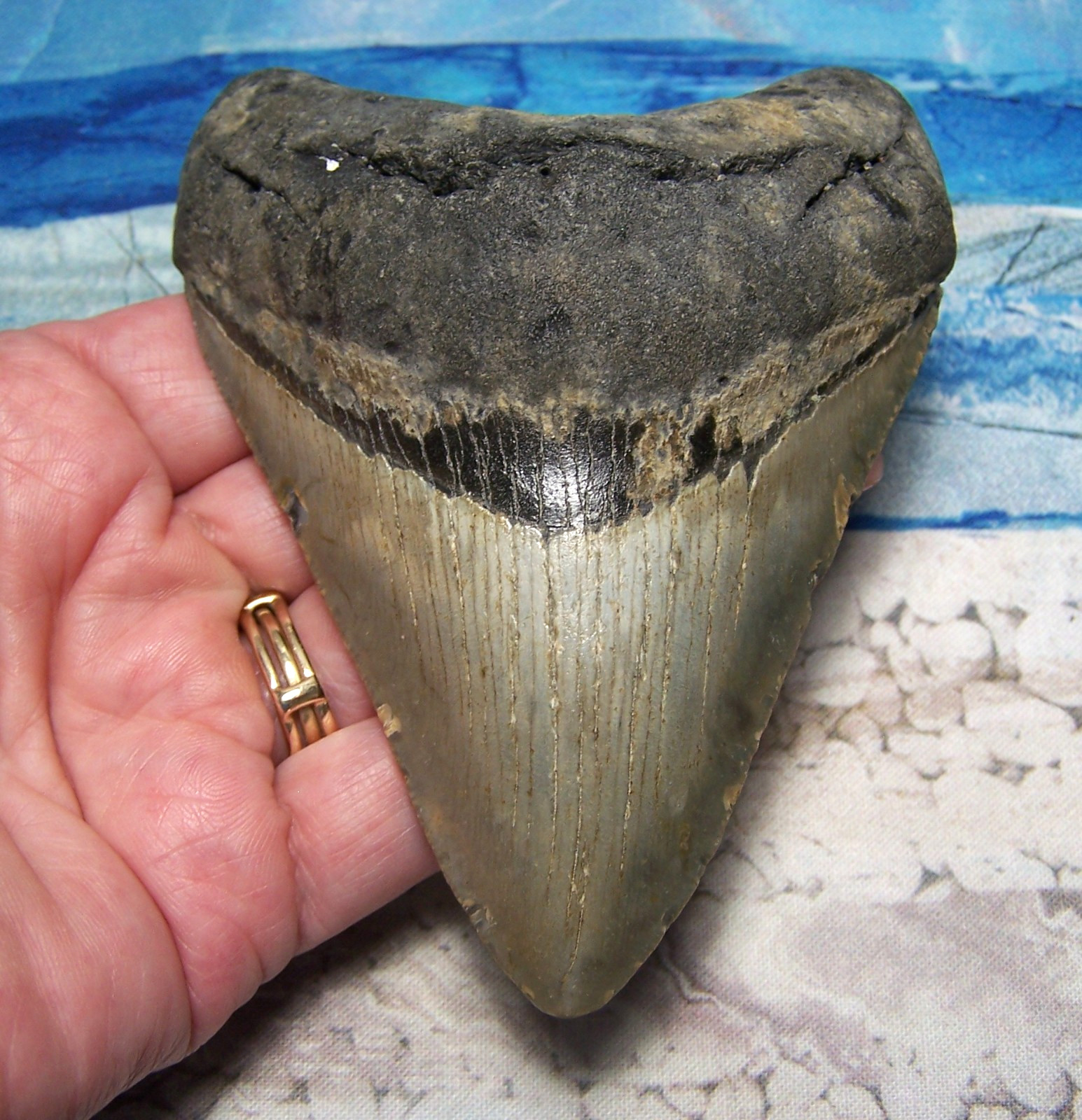 MEGALODON Shark Tooth 4 1/8\