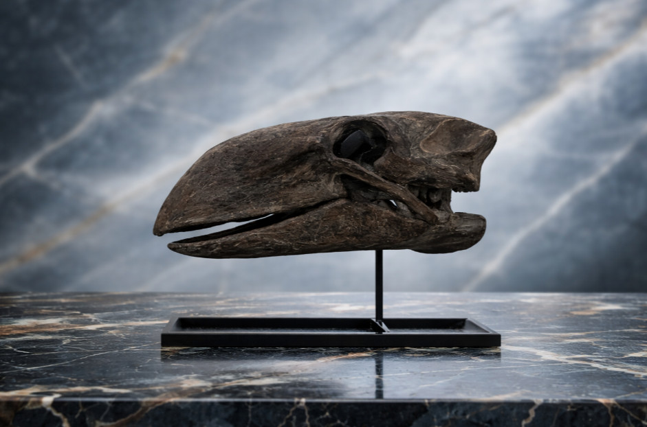 Gastornis Diatryma Cranium Replica Eocene Prehistoric Bird Museum Quality New